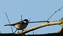 Great tit - D